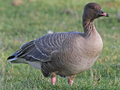 Pink-footed Goose